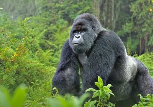 Gorilla