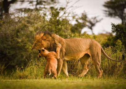 3-Day Fly-in Safari from Arusha