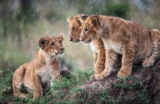 7-Day Tanzania Drive-In Fly-Out Mid-Range Safari