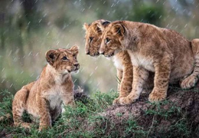 7-Day Tanzania Drive-In Fly-Out Mid-Range Safari