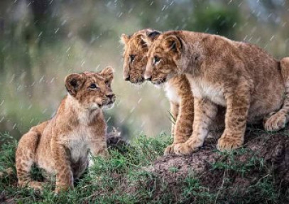 7-Day Tanzania Drive-In Fly-Out Mid-Range Safari