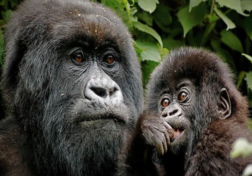 Rwanda Gorillas
