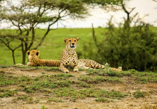 Safari Through The National Parks Lake Manyara Serengeti Ngorongoro 01 1360x900