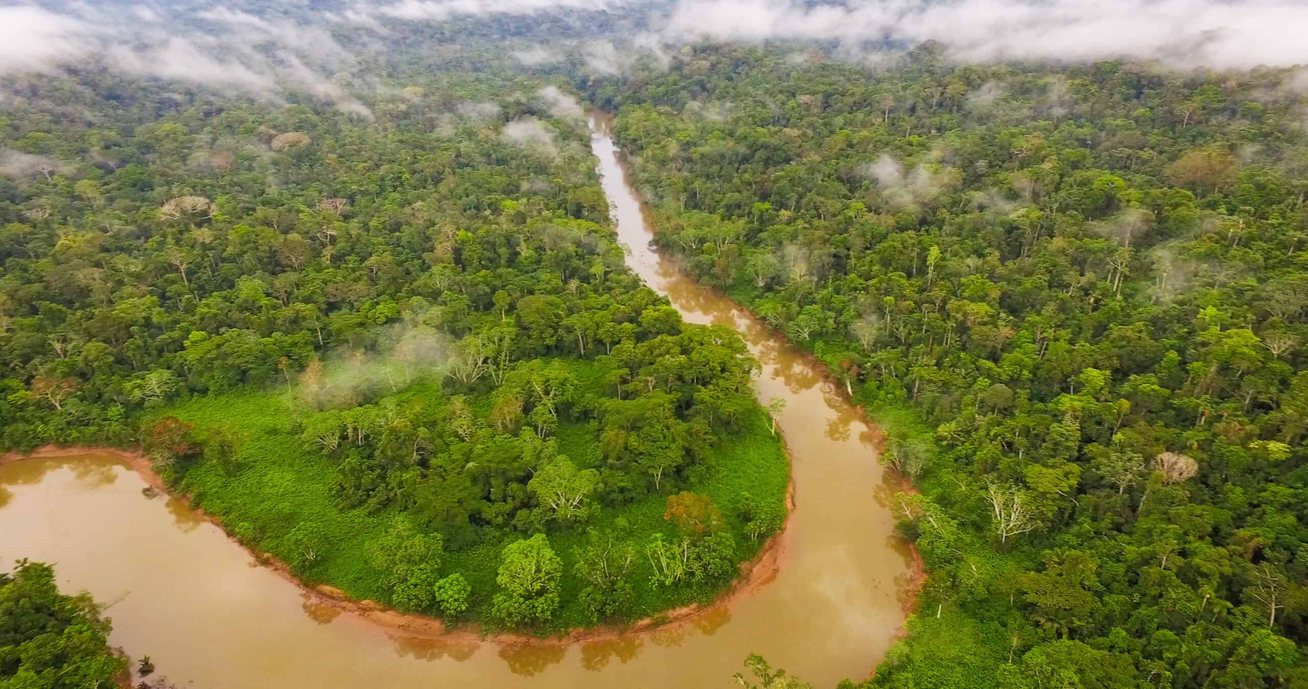 A View From The Amazon Forest