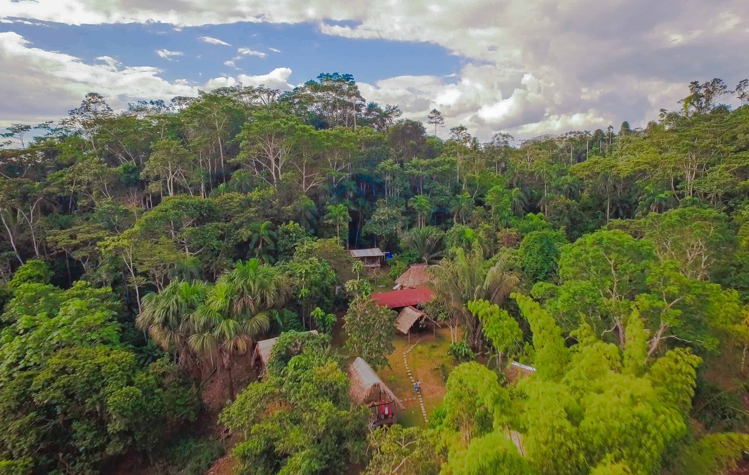 Amazonas Forestjpg