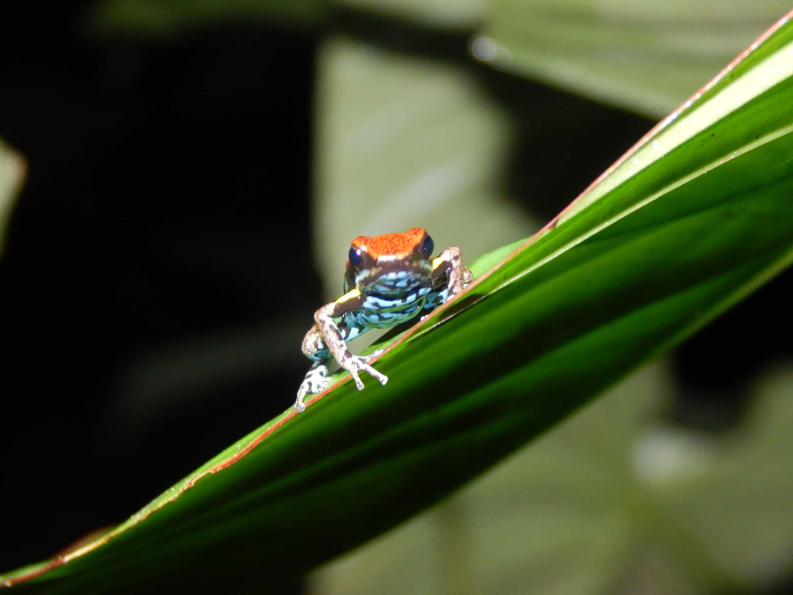 Amazon Frog Rare Amphibians And Reptiles