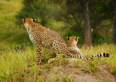 6-Day Tanzania Safari Adventure