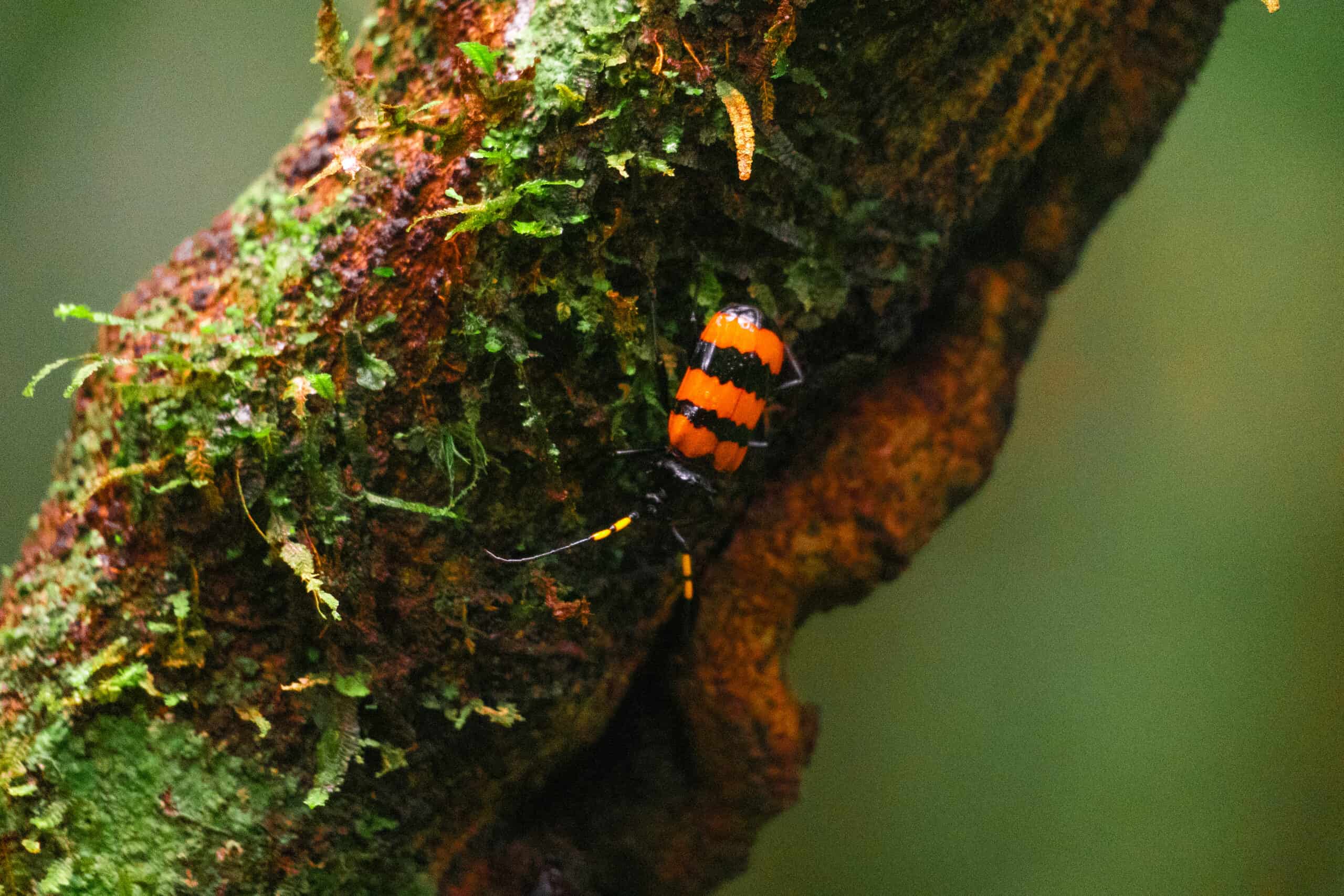 Orange Beatle From The Yasuni
