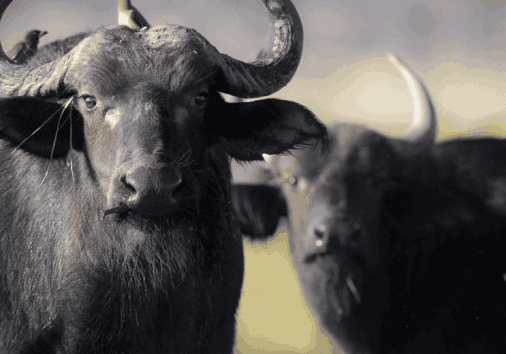 Buffalo