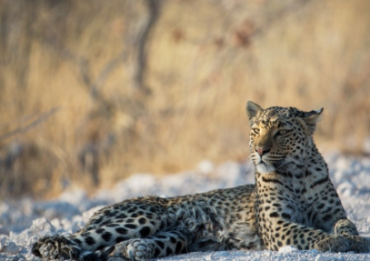 10-Day Safari Tour and Top Attractions Visit in Namibia