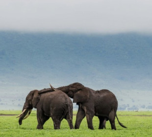 3-Day Serengeti from the Sky