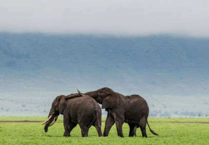 3-Day Serengeti from the Sky