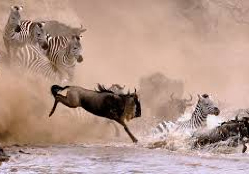 Serengeti