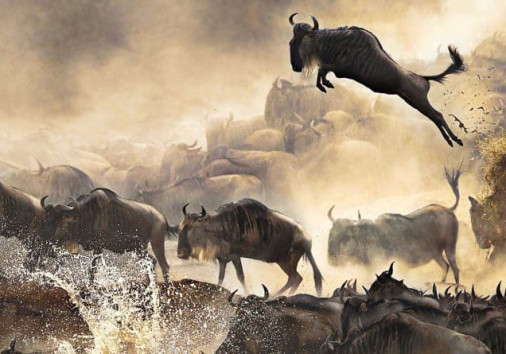 Wildebeests Migration