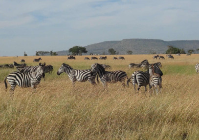 5-Day Tanzania Predators Safari