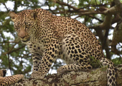 3 Days Safari to Lake Manyara, Tarangire & Ngorongoro