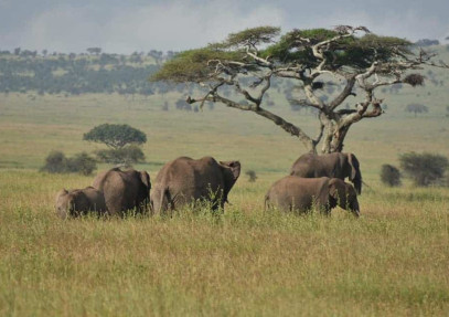 4 Days Tanzania Private Safari