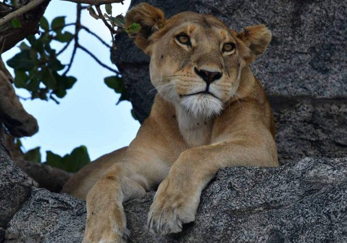 199790 5ed58e77d9716