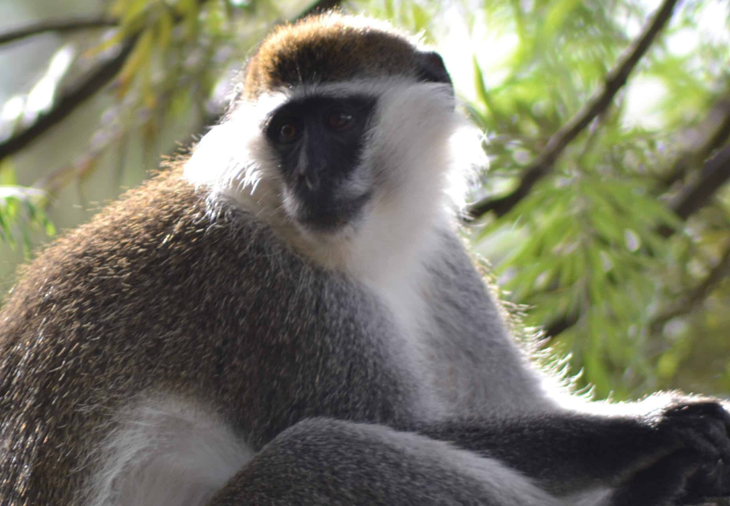 5 Days Ethiopia Adventure Safari Tour