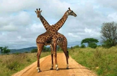 11-Day Incredible Safari & Beach Holiday