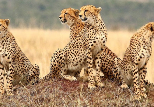 Cheetahs2
