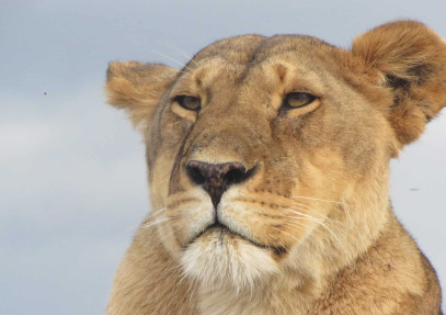 8 Days Budget Group Kenya Safari