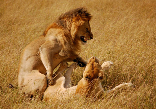 Lion Fight