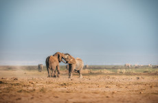 5-Day Kenyan Amboseli, Lake Nakuru & Maasai Mara Safari