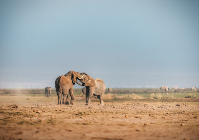 5-Day Kenyan Amboseli, Lake Nakuru & Maasai Mara Safari