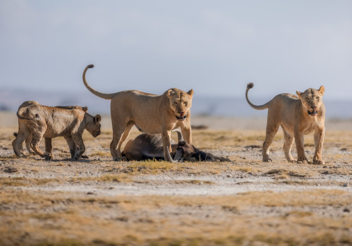 Lion 3