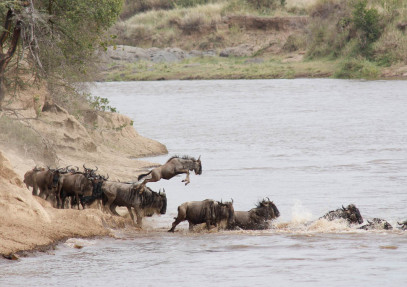 3-Day Great Migration Trail: Shared Safari in Maasai Mara