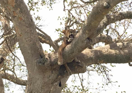 168440564 362155245086500 1193885674057626452 N