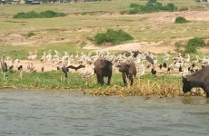 15 Days Inspiring Uganda Safari