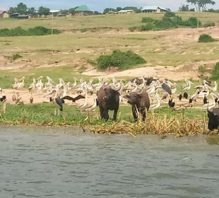 15 Days Inspiring Uganda Safari