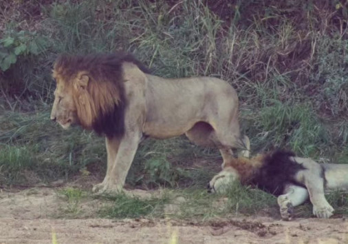 437116374 831251389044165 1432678165748386003 N