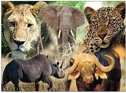 Amboseli Big 5