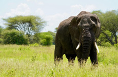 5 Days Serengeti with Big Five Wilderness Safari