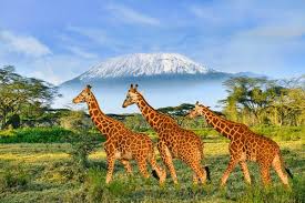 Girraff