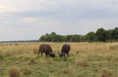 3-Day Savanna Experience