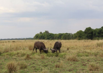 3-Day Savanna Experience