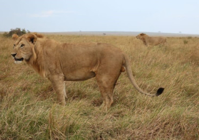 8-Day Safari to Maasai Mara, Amboseli, Naivasha & Nakuru