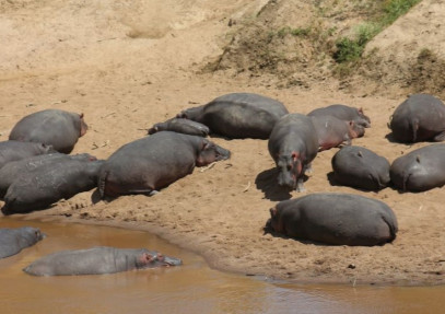 2-Day Maasai Mara Sleepover