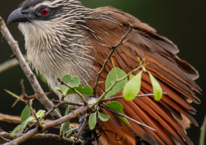 8-Day Birding Safari in Uganda
