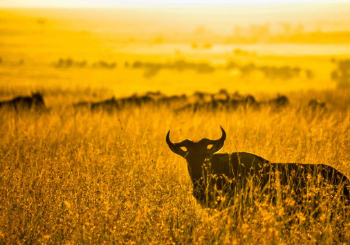 Bibhash Polygon Cafe Banerjee A3jvgn01ney Unsplash