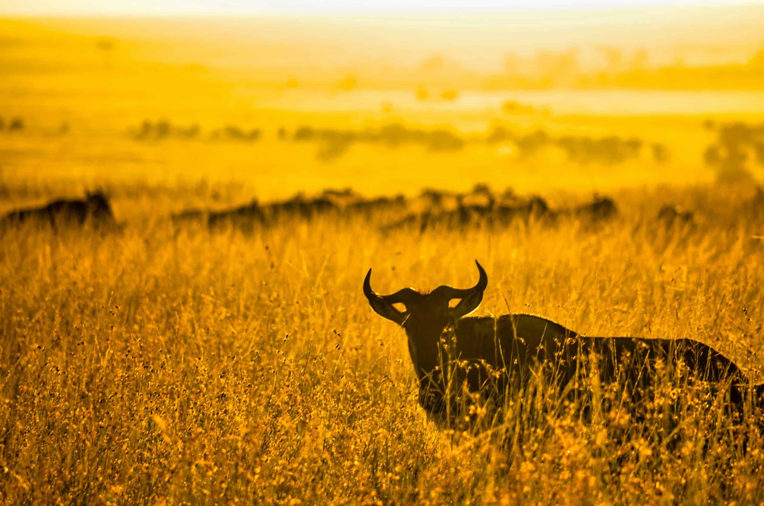 Bibhash Polygon Cafe Banerjee A3jvgn01ney Unsplash