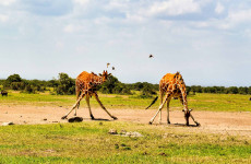 14-Day Kenya, Tanzania & Zanzibar Safari