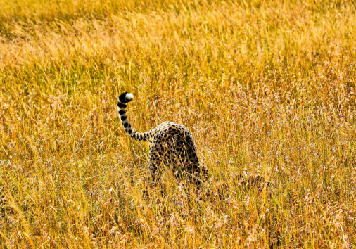 Bibhash Polygon Cafe Banerjee Thjl8sxptky Unsplash