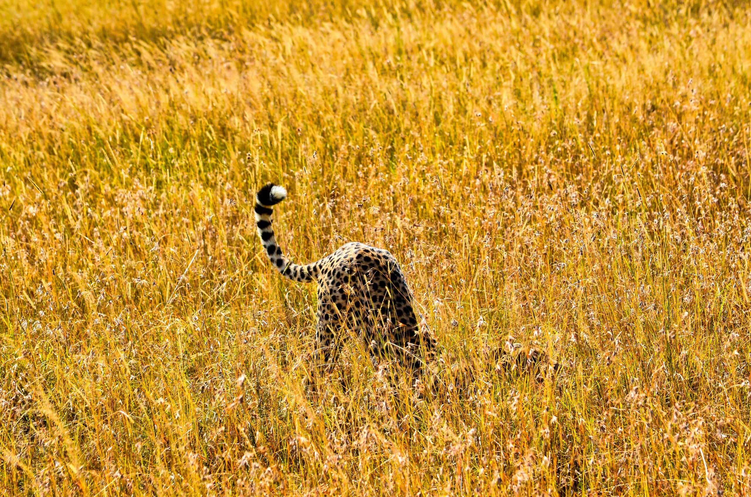 Bibhash Polygon Cafe Banerjee Thjl8sxptky Unsplash