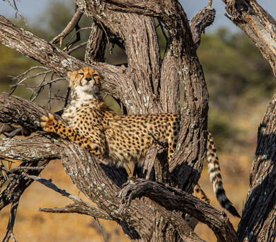 Etosha National Park Credit Ute Von Ludwiger 10
