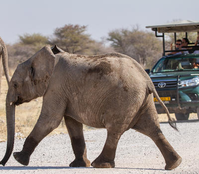 Etosha National Park Credit Ute Von Ludwiger 14